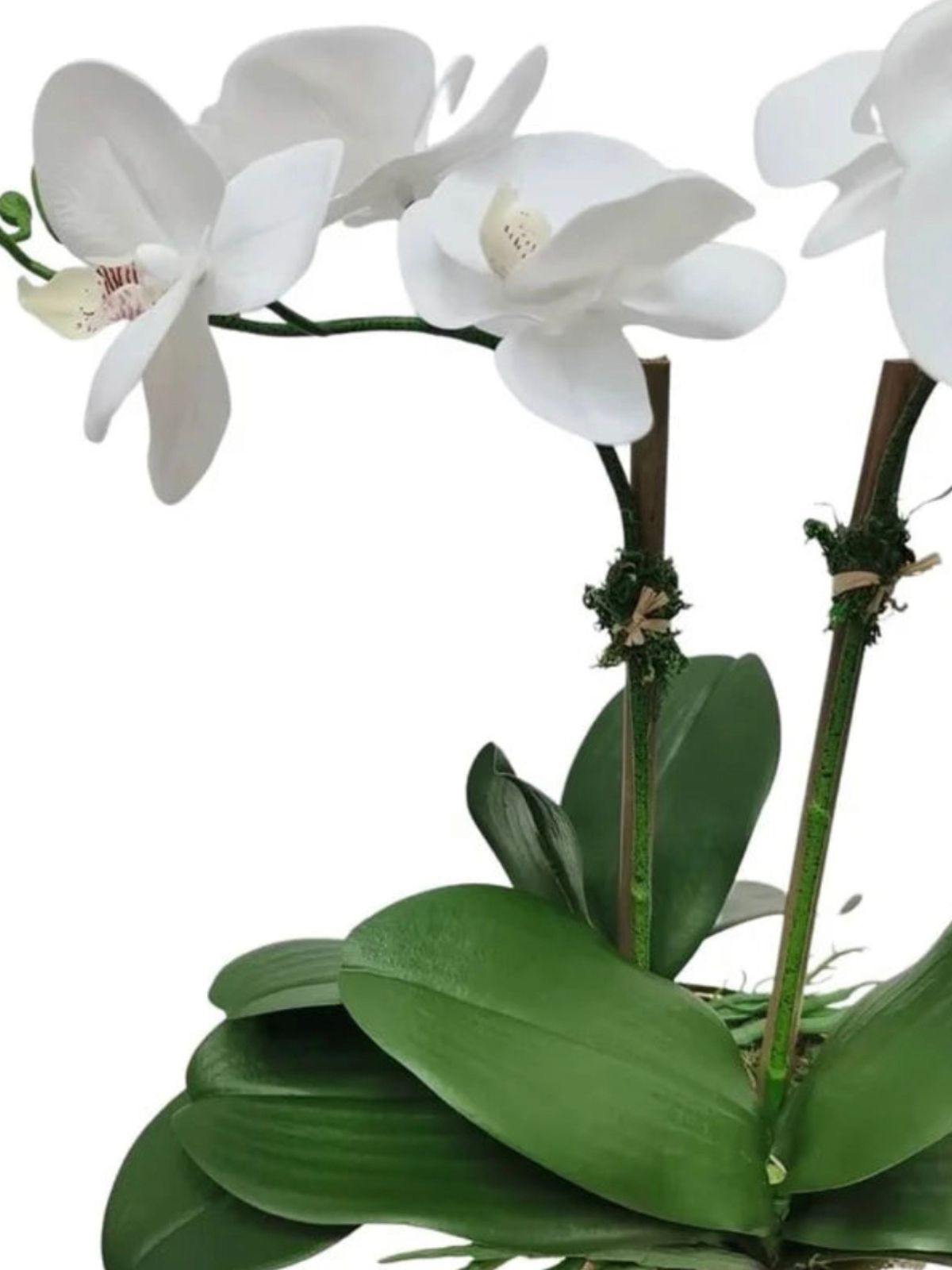 Orchid Plant in Round Hammered Vase