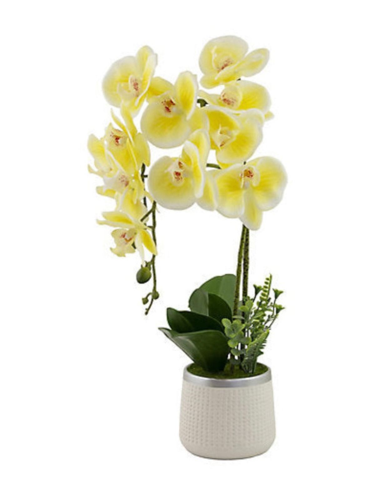 This elegant 21in Orchid in Ceramic Planter brings a realistic touch of nature to your home or office. Features vibrant, life-like curved petals, dainty buds and lush greens, all in a ceramic planter.