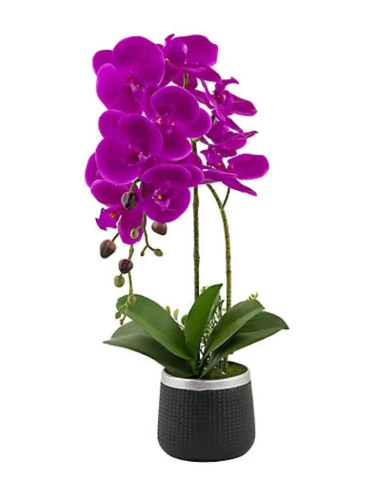 This elegant 21in Magenta Orchid in Ceramic Planter brings a realistic touch of nature to your home or office. . Adds sophisticated beauty and grace to any setting. 