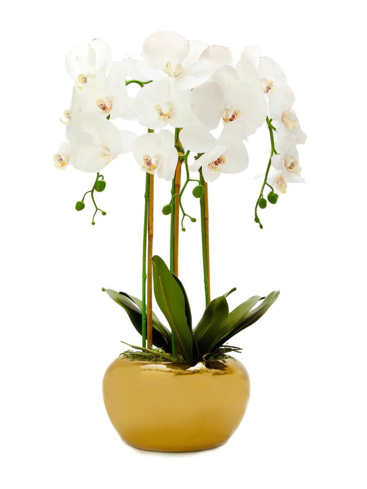 White Silk Orchid Floral Arrangement in Gold Glossy Porcelain Vase - KYA Home Decor.